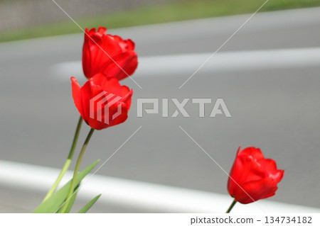 Red tulips on the roadside 134734182