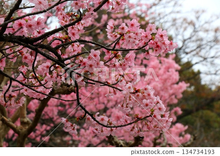 Kawazu cherry blossoms to announce the arrival of spring 134734193
