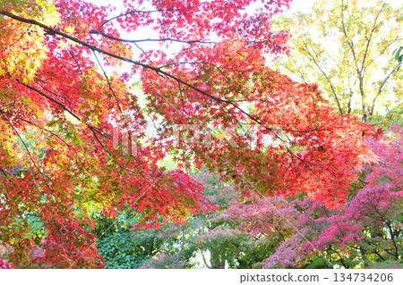 茅崎中央公園的秋葉 茅崎中央公園的秋葉 134734206