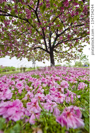 The Satozakura (satozakura) flowers in the park have fallen, leaving a pink carpet on the ground. The scientific name is Prunus serrulata. The Satozakura (satozakura) flowers in the park have fallen, leaving a pink carpet on the ground. The scientific name is Prunus serrulata. 134734244