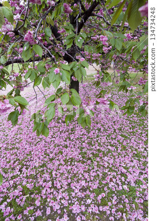公園裡的里櫻(Satozakura)花已經凋落,在地上鋪成一層粉紅色的地毯。它的學名是Prunus serrulata。 公園裡的里櫻(Satozakura)花已經凋落,在地上鋪成一層粉紅色的地毯。它的學名是Prunus serrulata。 134734248
