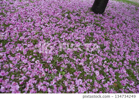 公園裡的里櫻(Satozakura)花已經凋落,在地上鋪成一層粉紅色的地毯。它的學名是Prunus serrulata。 公園裡的里櫻(Satozakura)花已經凋落,在地上鋪成一層粉紅色的地毯。它的學名是Prunus serrulata。 134734249