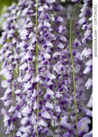 Purple wisteria flowers are in bloom. The scientific name is Wisteria floribunda. 134734261