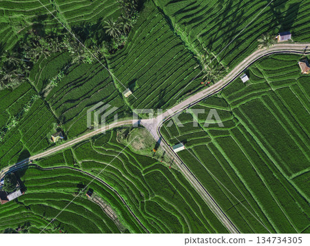 Footage From Above Showcasing Thriving Green Rice Plantations And Shadows 134734305