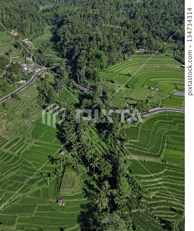 Ubud Rice Terraces, Scenic Aerial Views Of Ubud Rice Fields And Forest Borders Ubud Rice Terraces, Scenic Aerial Views Of Ubud Rice Fields And Forest Borders 134734314