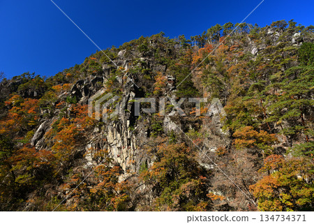 昭泉峽的秋葉在藍天的襯托下閃閃發光 134734371