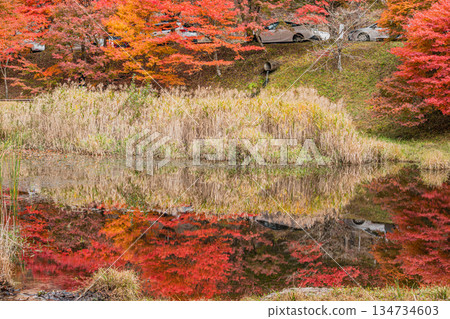 豐田市（愛知縣）高戶屋濕地 134734603