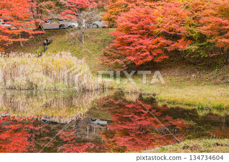 Takadoya Wetlands in Toyota City (Aichi Prefecture) 134734604