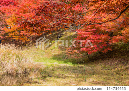 豐田市（愛知縣）高戶屋濕地 134734633