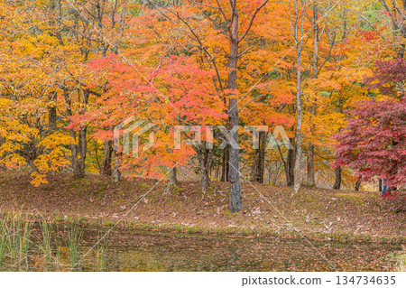 Takadoya Wetlands in Toyota City (Aichi Prefecture) Takadoya Wetlands in Toyota City (Aichi Prefecture) 134734635