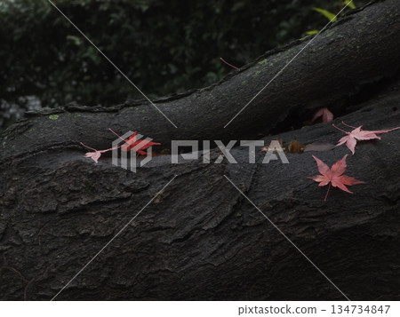 Autumn leaves falling on the wet trunks of large trees and the silence of late autumn 134734847
