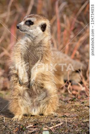 A meerkat searching for food and a meerkat on guard 134734858
