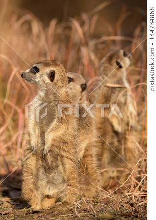 Three meerkats on guard 134734868