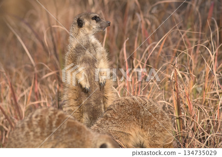 Meerkat searching for food and meerkat on guard 134735029