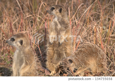 A meerkat wondering if it's time to eat 134735038