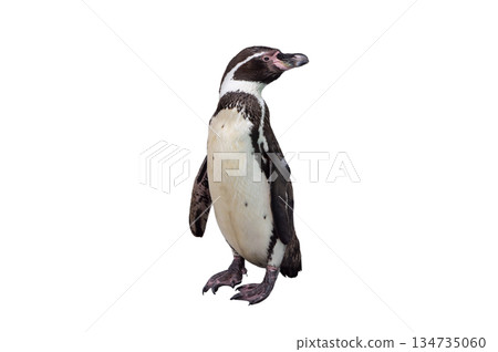 humboldt penguin isolated on white background humboldt penguin isolated on white background 134735060