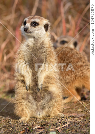 Meerkat looking forward to his evening meal 134735079