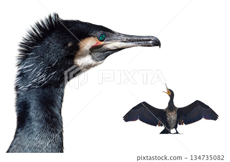 cormorant with spread wings isolated on white background 134735082