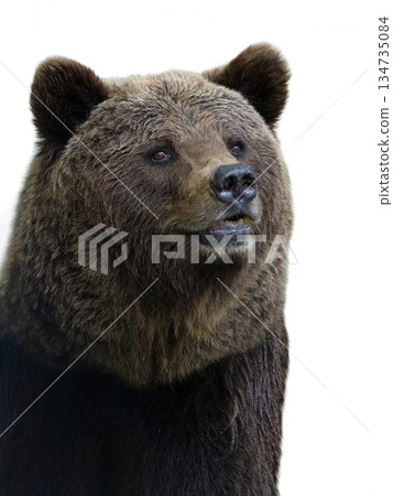 portrait Brown Bear isolated on white background 134735084