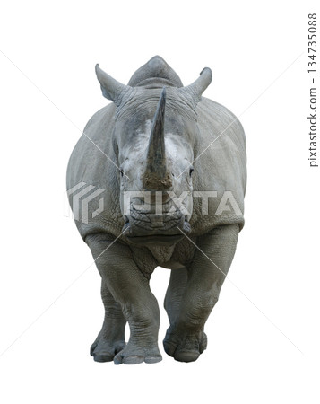 white rhino isolated on white background 134735088
