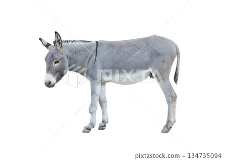 donkey isolated on white background donkey isolated on white background 134735094