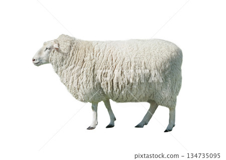 Big beautiful sheep isolated on white background 134735095