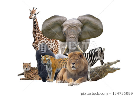 african animals isolated on white background 134735099