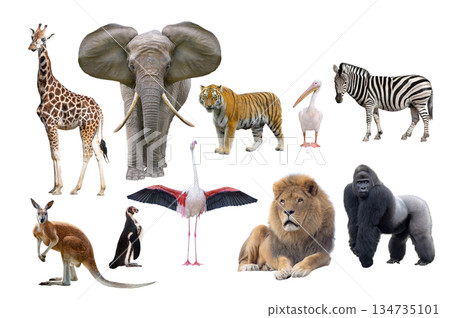 top 10 most popular animals in zoos isolated on white background 134735101