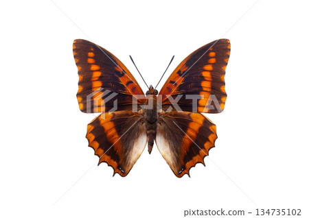 Charaxes lucretius red black butterfly Africa isolated on white background Charaxes lucretius red black butterfly Africa isolated on white background 134735102
