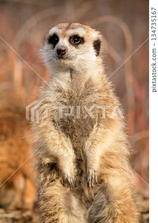 A meerkat standing in the winter sunset 134735167