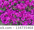 Deep pink azalea flowers in full bloom background material 134735468