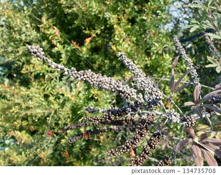 Brassica napus seeds Brassica napus seeds 134735708
