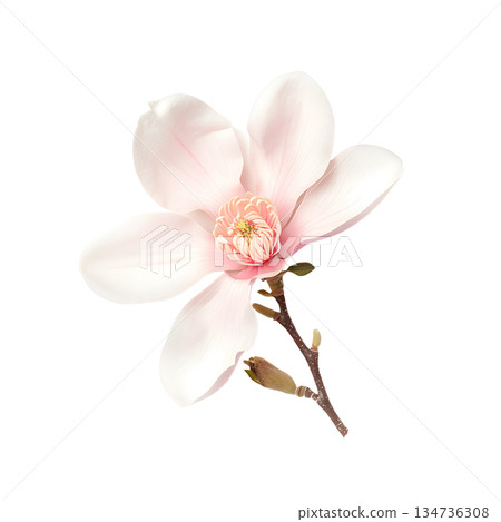 close up of jasmine flower 134736308