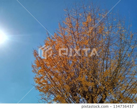Yellow leaves of a ginkgo tree Yellow leaves of a ginkgo tree 134736437