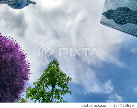 紫色圓花 ~ 蔥屬-35 134736639