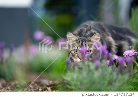 cat hunting outdoors in the garden 134737124