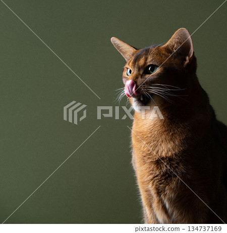hungry abyssinian cat profile view on green background 134737169
