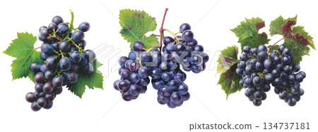 bunch of grapes  isolated on white 134737181