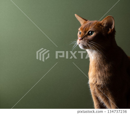 abyssinian cat profile view on green background 134737236
