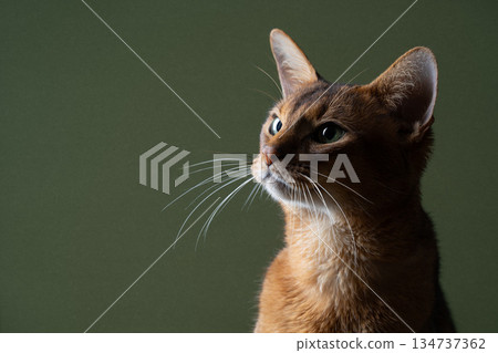 abyssinian cat profile view on green background abyssinian cat profile view on green background 134737362