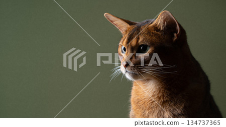 abyssinian cat profile view on green background abyssinian cat profile view on green background 134737365