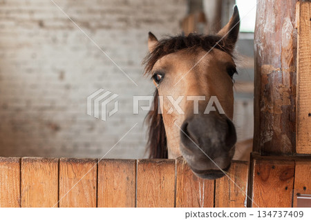 Equestrian farm animal inside barn, natural light highlighting its features. Brown horse portrait in stable, peaceful farm environment with hay net. Equestrian farm animal inside barn, natural light highlighting its features. Brown horse portrait in stable, peaceful farm environment with hay net. 134737409
