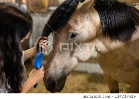 Female horse owner brushing horse in stall, equestrian lifestyle. Woman grooming a horse in stable, brushing its back for care and hygiene. 134737429