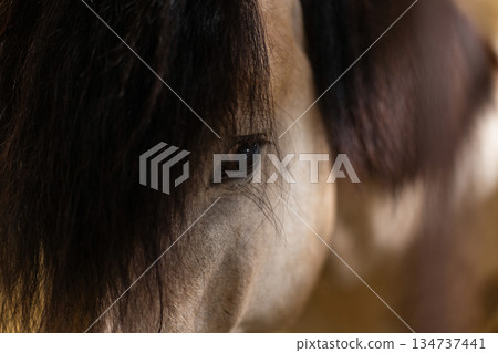 Horse's eye. Portrait of a brown horse in stall, natural light highlighting calm expression and strong features. horse with dark mane standing in wooden stable, equestrian elegance and country Horse's eye. Portrait of a brown horse in stall, natural light highlighting calm expression and strong features. horse with dark mane standing in wooden stable, equestrian elegance and country 134737441