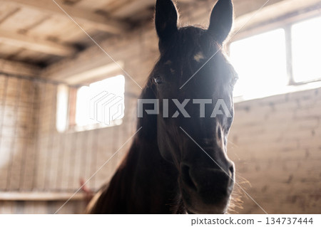 Horse close-up with gentle eyes, photographed in rustic stable, concept of trust, care, and animal beauty. Horse portrait in barn with natural sunlight, representing countryside lifestyle, equestrian. 134737444