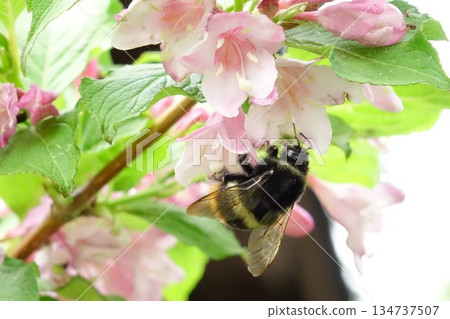 一張熊蜂從花叢中採集花蜜的微距照片 134737507