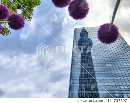 Purple round flower ~ Allium-17 Purple round flower ~ Allium-17 134737897