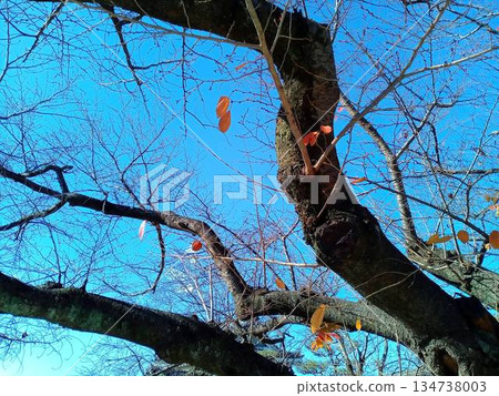 Blue sky and branches of a large plum tree Blue sky and branches of a large plum tree 134738003