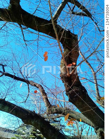 Blue sky and branches of a large plum tree Blue sky and branches of a large plum tree 134738004
