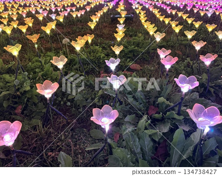 燈光照耀下的花田 燈光照耀下的花田 134738427